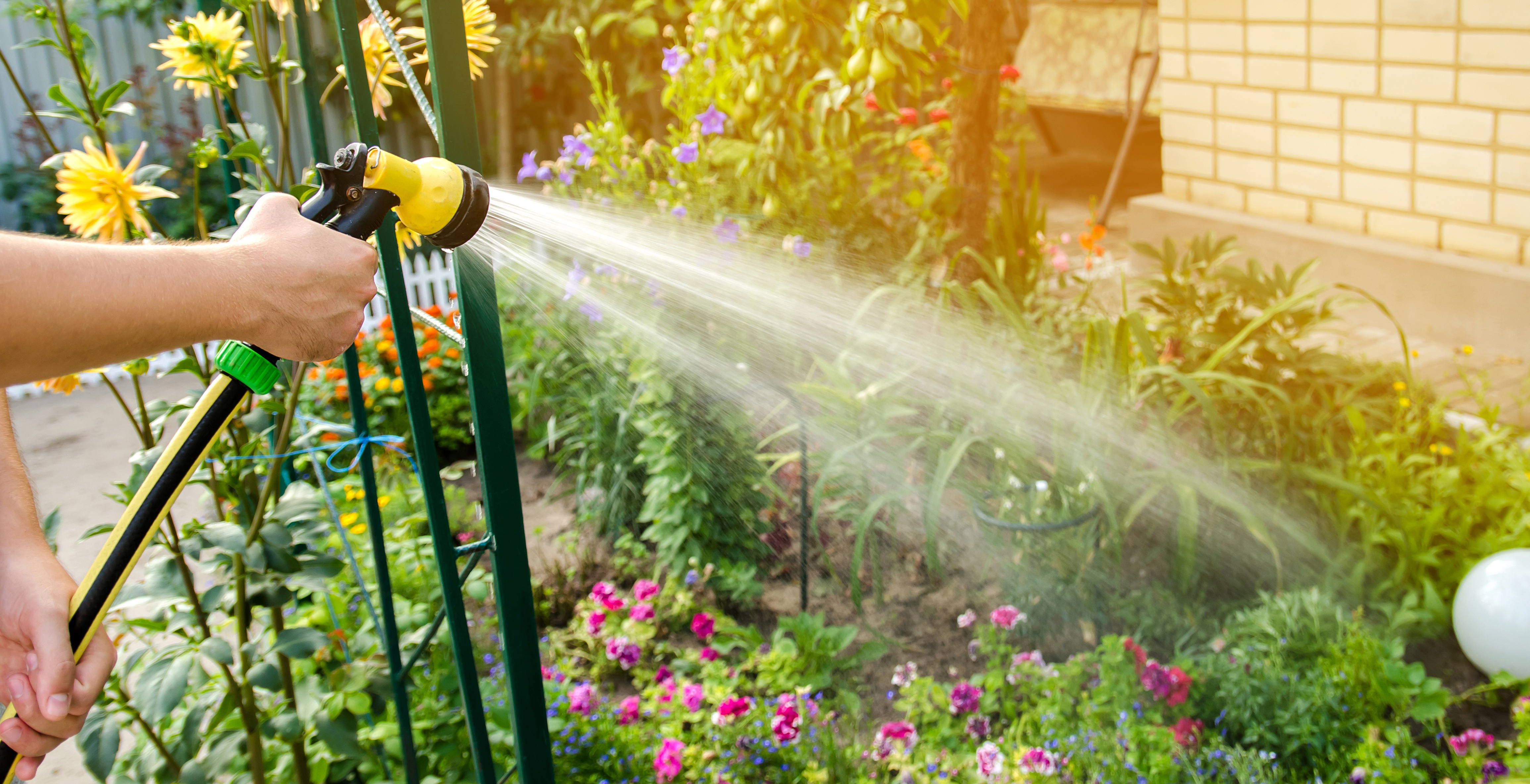Pflanzen werden mit Gartenschlau bewässert.