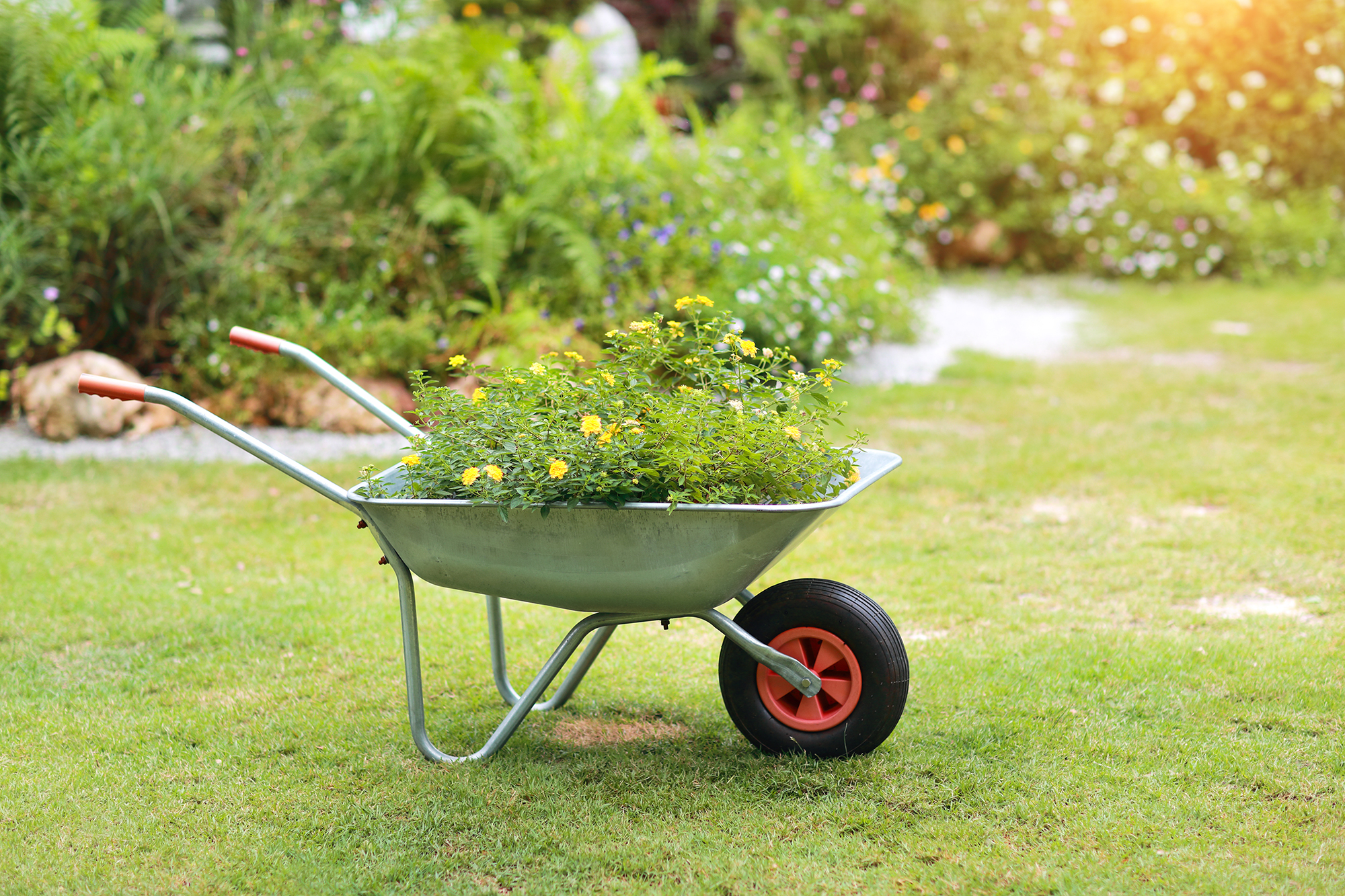 Schubkarre im Garten.