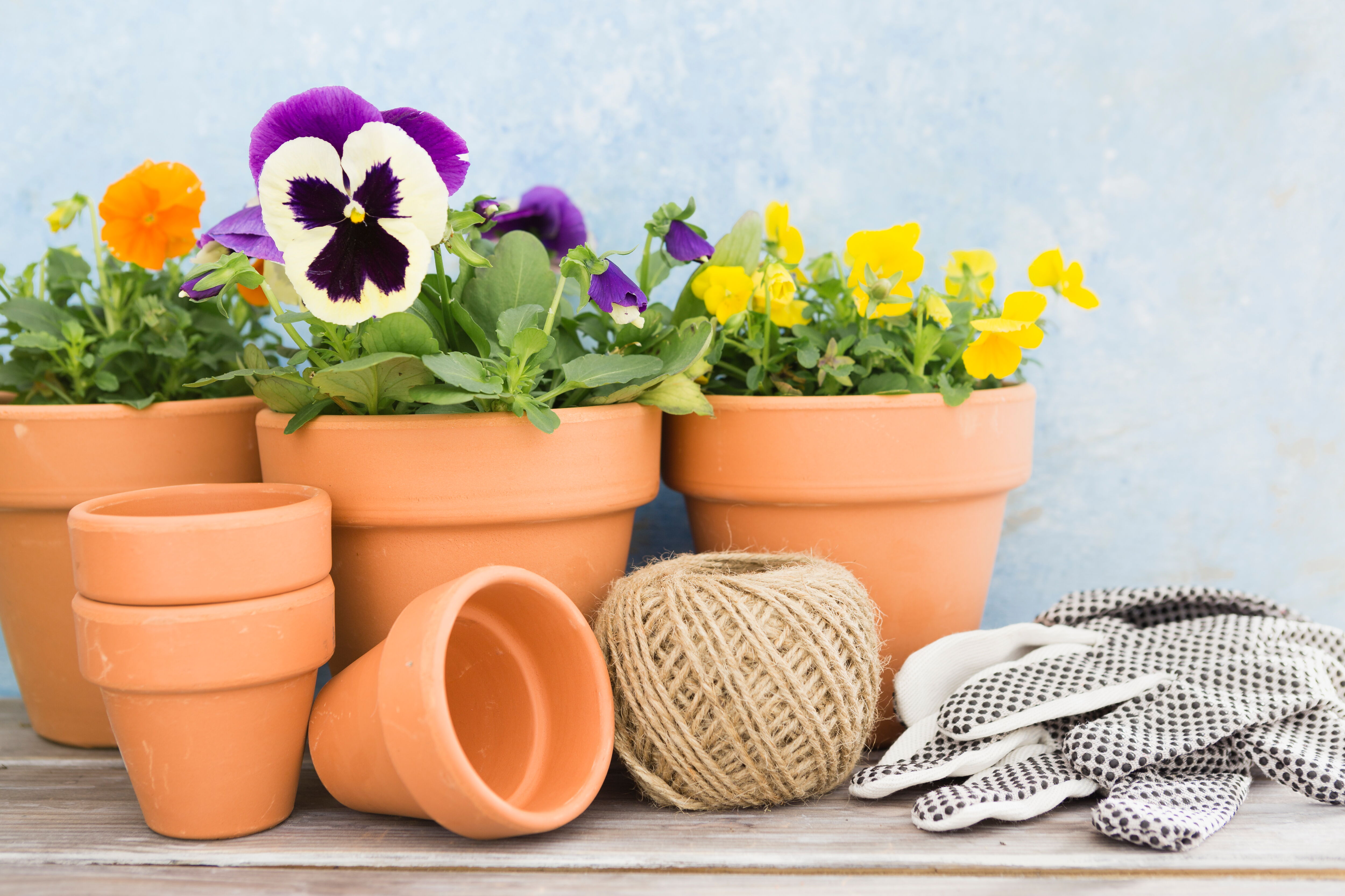 Arrangement aus Blumentöpfen.
